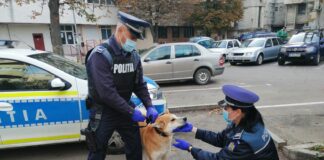 UPDATE! Se caută stăpânul! Câine Akita. A fost găsit în centrul orașului