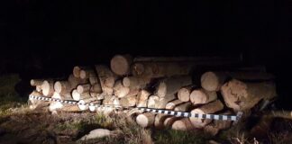 Încă un hoț de lemne, scos din trafic de jandarmii buzoieni