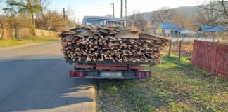 Continuă jaful din pădurile de pe Valea Slănicului! Transporturi de lemne, confiscate de polițiști