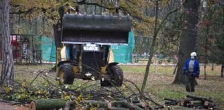 INEDIT! De Ziua Națională, în Parcul Crâng: câte un stejar plantat, pentru fiecare erou militar buzoian. Vor fi 775!