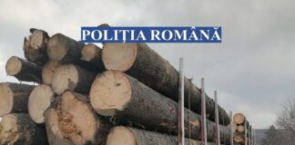 Razie pe Valea Buzăului. Transporturi de lemne fără documente! Au fost confiscate!
