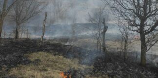 ULTIMĂ ORĂ! Incendiu pe 50 de hectare, în comuna Pârscov! Intervenție periculoasă pentru pompieri