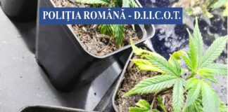 VIDEO! Cultiva canabis! Tânăr arestat! Percheziții, la Buzău și București