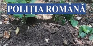 (UPDATE) ÎN AREST! Trei bărbați, reținuți de Poliție, pentru tăieri ilegale de arbori! Unde și cum s-a întâmplat