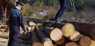 Bărbați prinși în flagrant când tăiau ilegal arbori, la Tisău