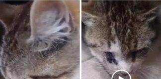 „Pisi, ai grijă când treci strada sau când umbli prin vecini!” Povestea lui Micu, motanul salvat de Poliția Animalelor Buzău