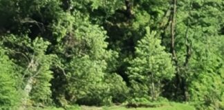 O alunecare de teren, produsă în zona Bâsca Rozilei a afectat între 10 și 30 de hectare de pădure și pașune