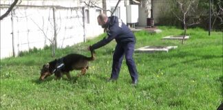 Câinele polițist Rik a găsit tâlharul! Bărbatul, în arest! Cum s-a întâmplat