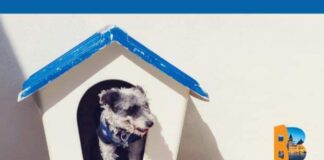 AZI! Târg de adopții, la padocul din Buzău. O șansă la viață