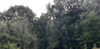 (FOTO) Familie rătăcită în pădure, recuperată de jandarmi și polițiști. Unde s-a întâmplat