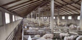 Peste 8000 de porci vor fi uciși! Încă o fermă lovită de pesta porcină africană