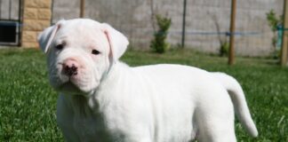 MIHĂILEȘTI. Tânăr cu dosar penal, după ce a furat un pui de dog argentinian