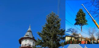 (FOTO) Povestea bradului din acest an. A fost amplasat în fața Palatului Comunal