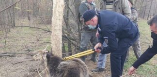 (FOTO) Prins în gard, un urs a fost salvat de o echipă mixtă