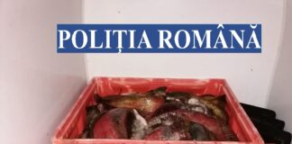 (FOTO) Peste 700 de kilograme de pește, captura polițiștilor buzoieni. Cum s-a întâmplat