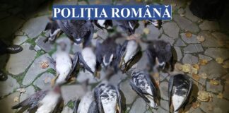 (FOTO) FLAGRANT! Medici, directori de bănci și polițiști italieni, prinși la braconaj