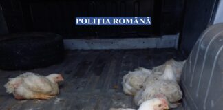 (FOTO) „Captura” zilei! Prinși în flagrant, în timp ce furau… pui
