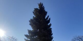 SURPRIZĂ! Cine a donat bradul din Parcul Crâng?