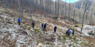 NEHOIU. Cinci bărbați, în arest! Acuzați că au tăiat ilegal sute de arbori