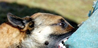 Două eleve, atacate de un câine maidanez. Jandarmii și ecarisajul au intervenit