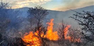 Încă un incendiu de proporții, în comunele Scorțoasa și Beceni! Se întinde pe aproape 500 de hectare