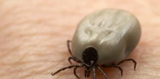 Cum ne ferim de căpușe. Sfaturile medicului Cristina Răduță