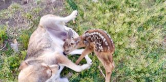 (VIDEO/FOTO) EMOȚIONANT! Pui de căprioară, adoptat de o cățelușă