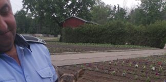 (FOTO) Pui de căprioară găsit în Crâng, predat celor de la AJVPS