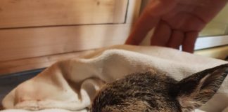 (FOTO) Pui de căprioară, salvat din burta mamei ucise de câini