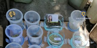 FLAGRANT. Vindeau droguri în Buzău. Traficanți arestați
