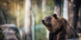 OFICIAL! Câți urși, lupi, râși și pisici sălbatice sunt în pădurile buzoiene. Estimările autorităților