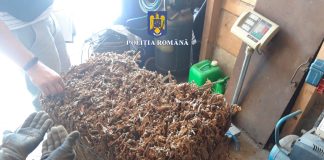 Bărbați în arest! Percheziții la o mică fabrică ilegală de țigări