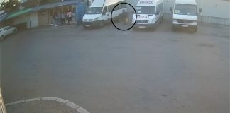 (VIDEO) A abandonat 7 cățeluși. Bărbatul, din Luciu, amendă record dată de Poliția Animalelor