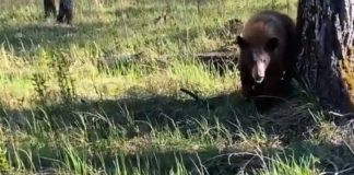 (UPDATE) Încă un bărbat atacat de urs! S-a întâmplat la Gura Teghii