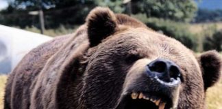 Bărbat atacat de o ursoaică! Victima a ajuns la UPU. Ce spun medicii