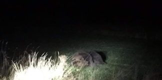 Încă un atac, la Lopătari! Ursul, alungat de săteni, după ce a intrat intr-o gospodărie