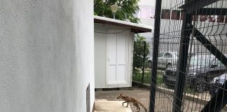 (FOTO/UPDATE) Vulpe la Pedagogic. A intrat în curte. Au fost chemați jandarmii și polițiștii locali