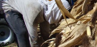 Adolescenți prinși în flagrant, în lanul de porumb