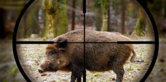 Incident la vânătoare. Bărbat rănit de un porc mistreț