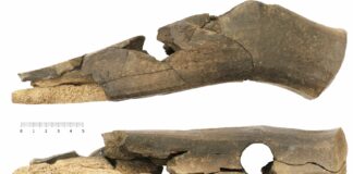 (FOTO) Piesă preistorică unicat, restaurată. Toporul a revenit în colecția Muzeului Județean Buzău