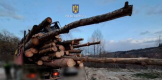(FOTO) Razie printre transportatorii de lemne