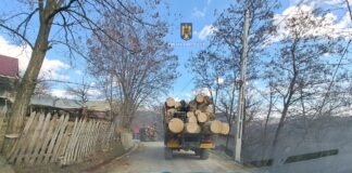 Doi complici la defrișarea ilegală a sute de arbori, în arest
