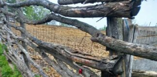 (VIDEO) ,,Rămâneți în locuințe!”. Sătenii din comuna Merei, terorizați de atacurile urșilor. Mesaje RO-Alert, aproape în fiecare zi