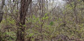 (FOTO) Mii de teste Covid expirate, găsite la marginea Crângului. Viceprimar: „Voi depune plângere la Poliție”