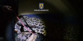 (VIDEO/FOTO) Câinele polițist Daga, încă o percheziție de succes. Ce au descoperit ofițerii buzoieni de la ,,Arme”