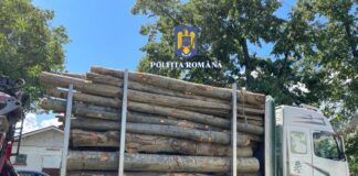 (FOTO) Camion confiscat, amenzi record. Razii printre transportatorii de lemne, în județul Buzău