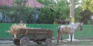 Tânăr din Smeeni, în arest. Și-a bătut calul, după ce s-a izbit cu o căruță de o mașină