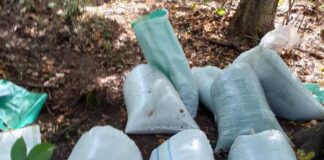 Sute de kilograme de struguri, furate la Năeni. Ce au pățit cei patru hoți prahoveni