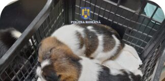 Un buzoian, în arest pentru că a abandonat mai mulți pui de câine