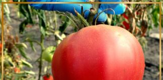 (FOTO) Colecție de roșii din soiul ,,Inimă de Bou”, la Banca de Gene